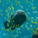 Giant_Grouper