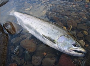 daiwa-chinook-trout