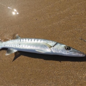 タイワンカマス 日本最大二手釣魚用品連鎖店 達克貝利 Tackle Berry タイワンカマス 日本最大二手釣魚用品連鎖店 達克貝利 Tackle Berry